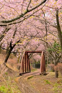 春色に染まる鉄橋