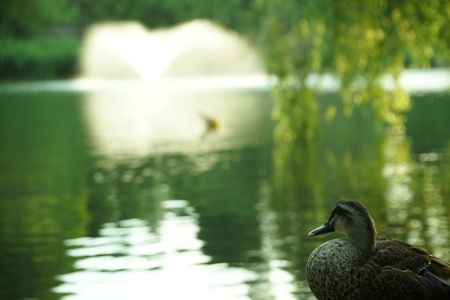井の頭恩賜公園　池の鴨