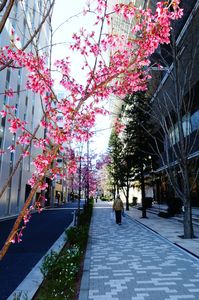 東京日本橋の桜