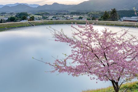 池の畔の河津桜
