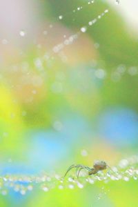 紫陽花蜘蛛