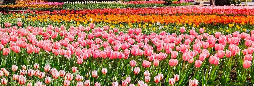 Colorful and Cheerful Tulips