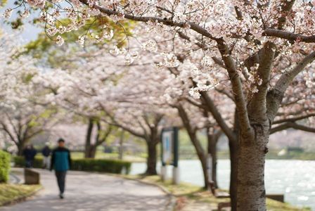 桜景色を歩く