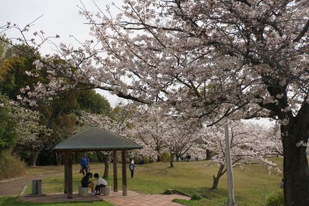 千里中央公園の桜