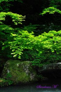 新緑の京都青蓮院門跡
