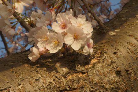 「２０１８　桜」　～夕日に照らされて～