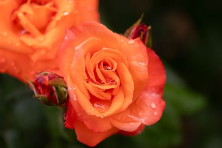 a rose in the rain