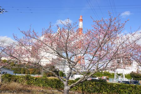 河津桜咲き始めました。