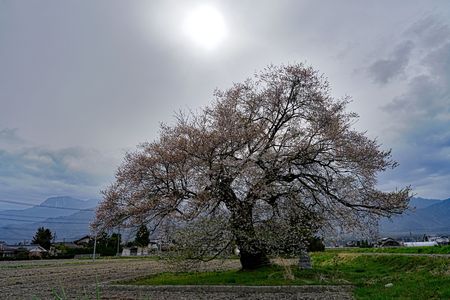 田打ち桜と呼ばれ農作業の目安