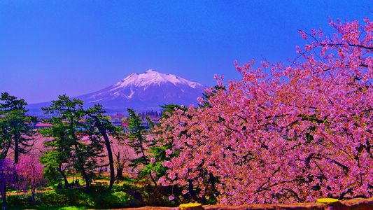 桜の津軽富士