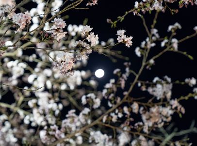 夜桜と月見