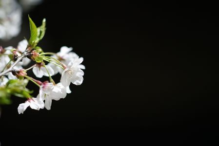 闇と桜