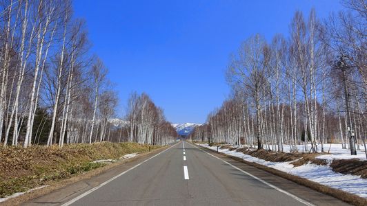 白樺道路