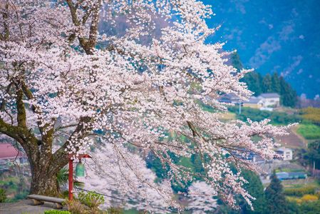 徳島の大桜