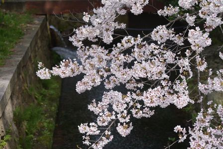 氣比神宮の桜