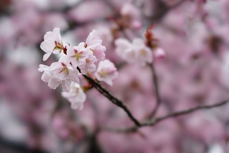 cherry blossom @MARUYAMA