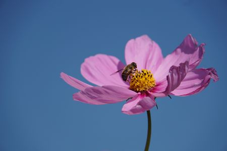 Bee and Cosmos