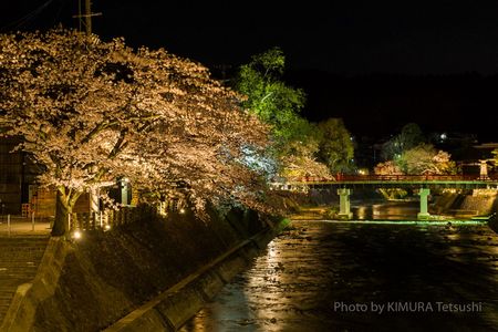 飛騨高山の夜桜