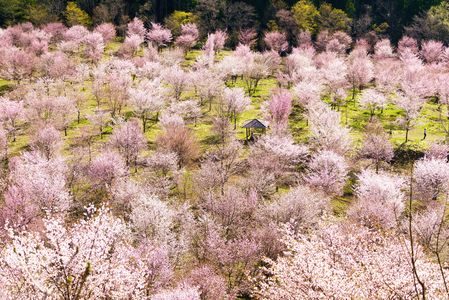 知られざる福島の桜