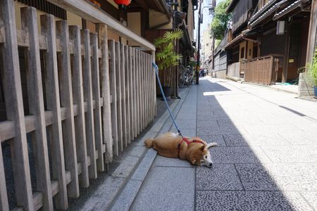 祇園と犬