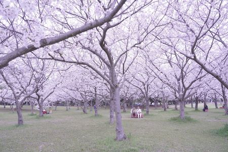 桜の森にて