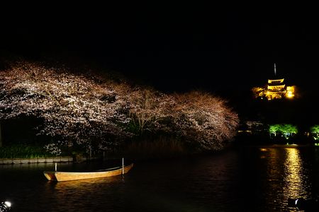 夜桜・横浜　三渓園