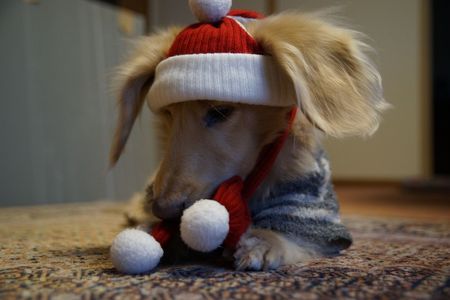 クリスマスの犬迷惑
