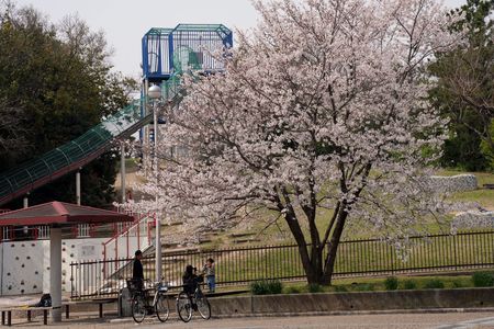 桜風景② 大阪府堺市の「浜寺公園の桜風景」です。