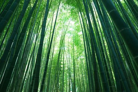 鎌倉　「報国寺の竹林」天に向かって真っ直ぐ、力強く