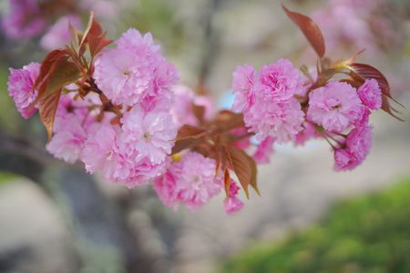 「ぜひ花飾りに。」2024桜フィナーレ