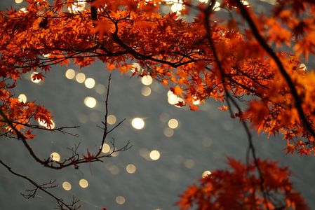 水面に映える紅葉