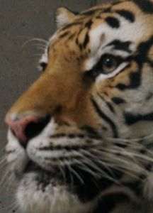 天王寺動物園…虎とサイとお尻？