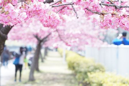 東京のど真ん中で満開の河津桜
