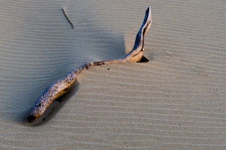 砂浜にできた風紋と流木