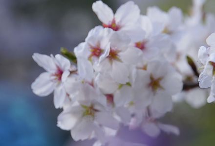 昭和記念公園 残堀川沿いの桜満開