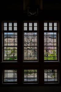 京都府庁旧本館観桜祭