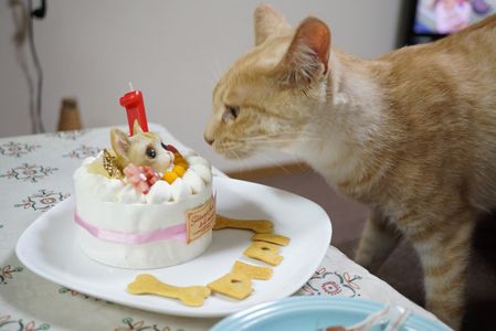 猫のケーキ・・食べませんがｗ