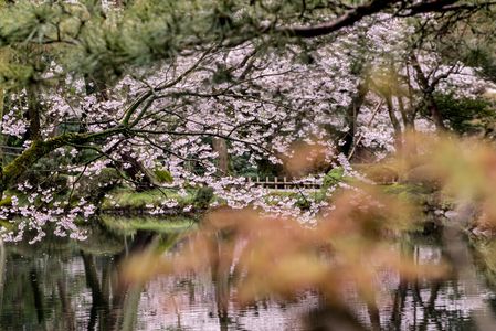 2016兼六園の桜