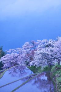 三多気の山桜
