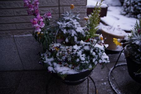 snow on flower/雪が降りました