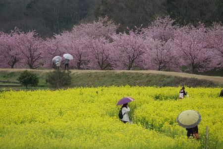 忘れられない　日本の春