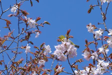 桜🌸サクジロー梅も咲く