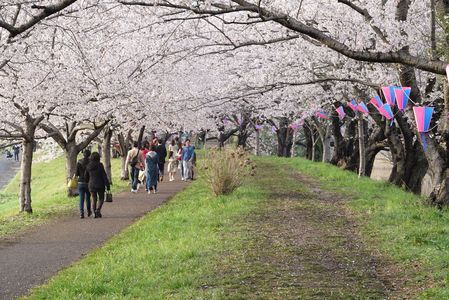 福岡堰の桜並木