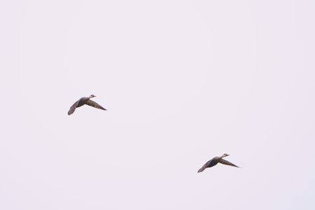 鴨のランデブー飛行