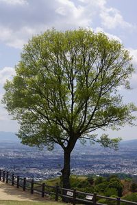 奈良市を見下ろす一本木