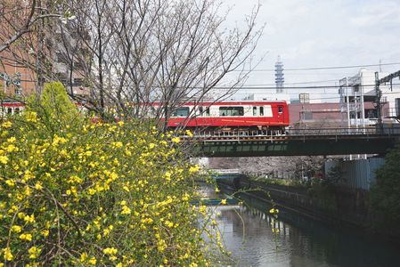 黄色い花と赤い電車！