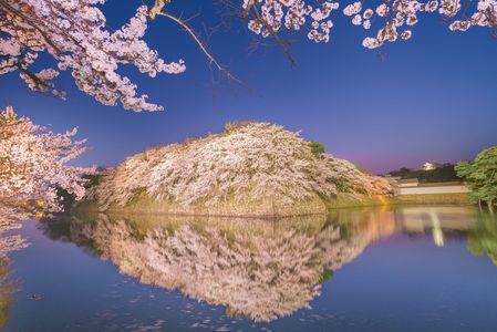 桜満開の彦根城