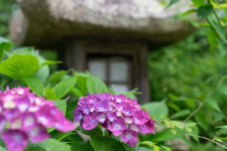 神社の紫陽花