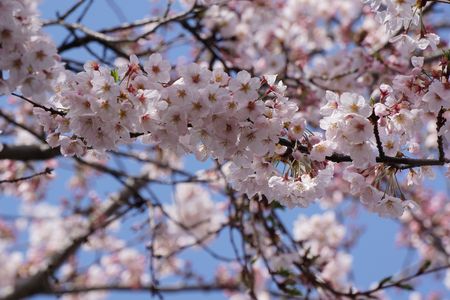 旧横須賀鎮守府庁舎の桜