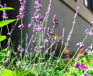 昨年の夏の花に集う蜂さんpart1